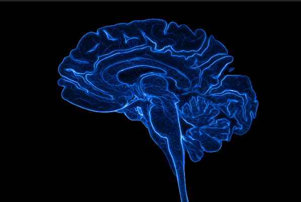 Neon Sagittal Brain Anatomy Art – Blue