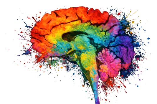 Multi-Color Splash Brain Anatomy Art - White Background
